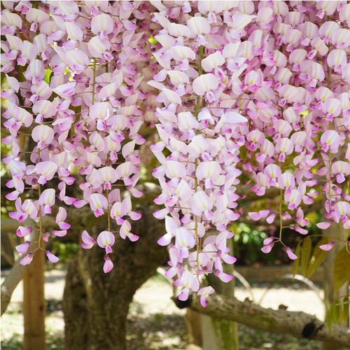 Blauregen rosea 160cm - 'rosea',