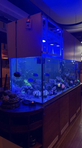 1000l meerwasser aquarium - 1000l, meerwasser-aquarium