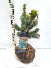 Pinus parviflora Negishi