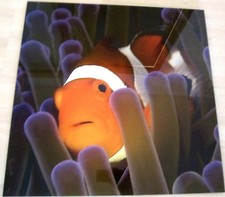PRO ART Clownfisch Disney NEMO Bild 49x49 Plexi-Glas Plexiglas Ausstellungsstück