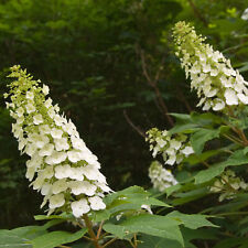 Eichenblatt Hortensie Hydrangea quercifolia im Topf