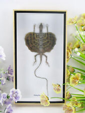 Ein echter fliegender Drache