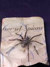 DDR Scherzartikel Losbude  Spielzeug Grusel Spinne in OVP