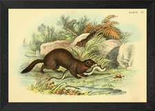 Iltis gerahmtes Wandbild