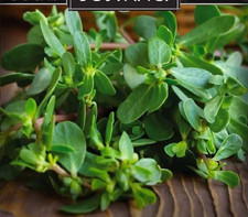 Portulak 1000+ Samen dicke