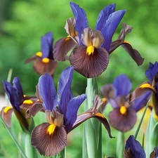Blumenzwiebeln Zwiebeln Blüten Iris Holländische Schwertlilie Tigereye 10 St.