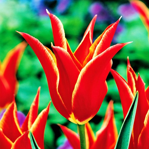 Tulpen blumenzwiebeln zwiebeln - blumenzwiebeln,
