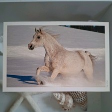 Pferdepostkarte AK Pferd Korsch Shagya-Araber 01/2009