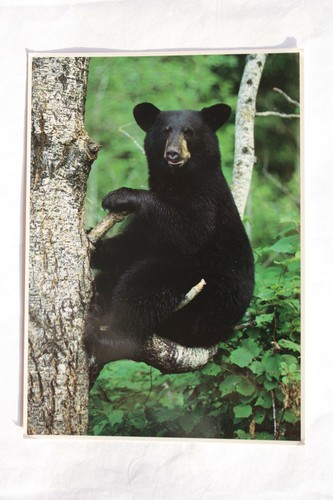 Postkarte wildlife black bear - postkarte,