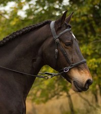 Barefoot Walnut Bitless Bridle Gebisslos Gr 1 Schwarz
