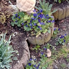 Duftveilchen  6  Veilchen