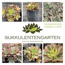 10x Steckling Aeonium haworthii "Kiwi" Sukkulenten Hitzetolerant Klimapflanzen