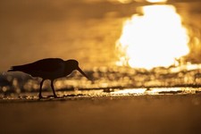 Poster Austernfischer