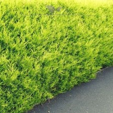 Scheinzypresse Chamaecyparis Ivonne 60-80 cm. Ab 3 Zypressen Heckenpflanze