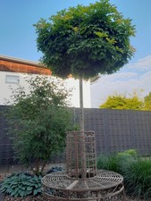 Quercus palustris green - quercus,