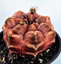  Sehr schöner Gymnocalycium