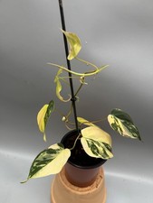 Philodendron micans variegated Aurea ?