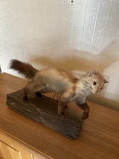 Marder Präparat Tier Jagd