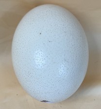 Straussenei - ausgeblasen - 1
