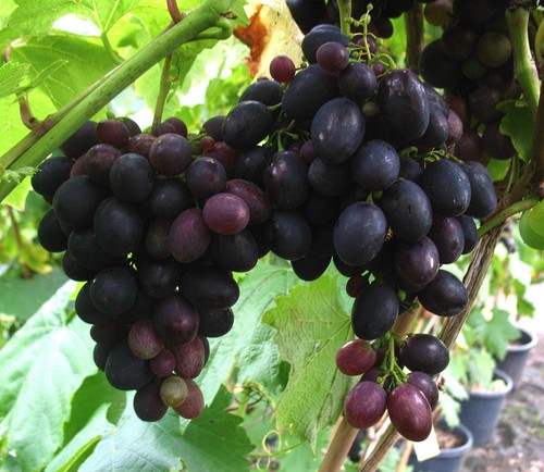 Weinrebe kyoho großfruchtige - weinrebe,