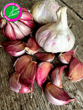 Steckknoblauch morado 12 - steckknoblauch, 🧄