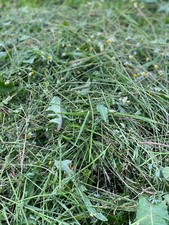 Heu für Meerschweinchen und Kaninchen ?? * Heißluft getrocknet * (ca. 10kg)