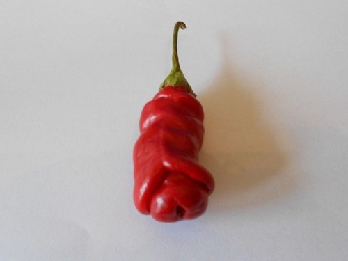 Penis chilli pflanze - penis-chilli,