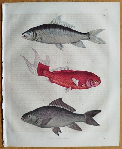 Fische karpfen buch - fische, welt