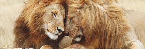 Bild pair lions - bh, 118x40