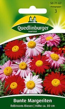 Sommerblumen Mehrjährig
