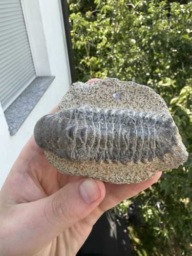 Paralejurus trilobit erfoud - trilobit,