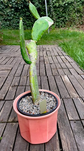 Opuntia ficus indica