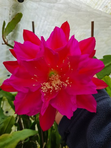Epicactus frida kahlo - frida, “