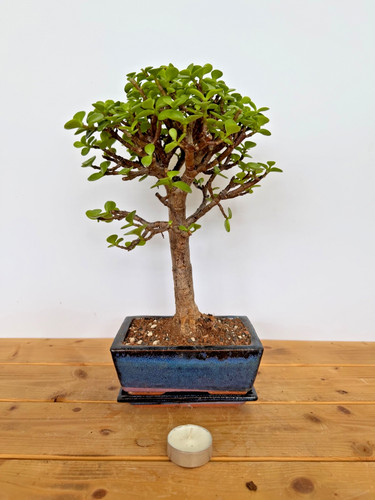 Zimmerbonsai bonsai jadebaum - zimmerbonsai,