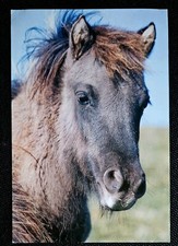 Pferdepostkarte, AK Pferde