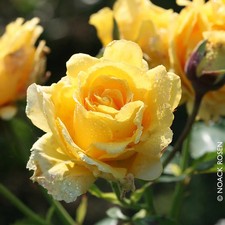 Kletterrose 'Sommergold ®' ist eine leuchtend goldgelbe und duftende Rose aus Zü