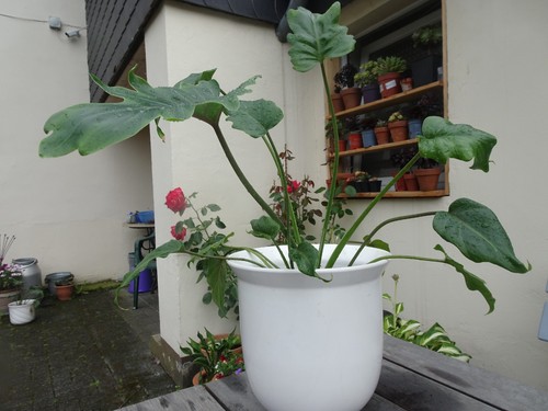 Philodendron xanadu - philodendron,