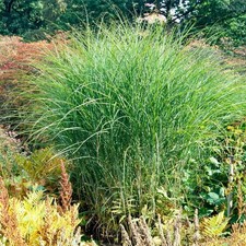 10 x Miscanthus
