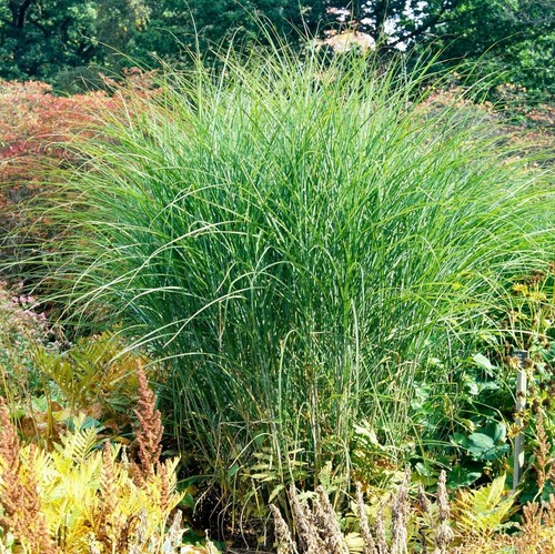 Miscanthus sinensis - 5, x