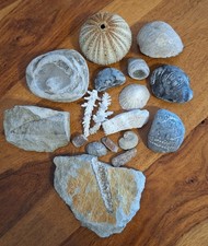 Wunderschönes aus der Natur