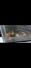 Live assorted orandas 3 pack