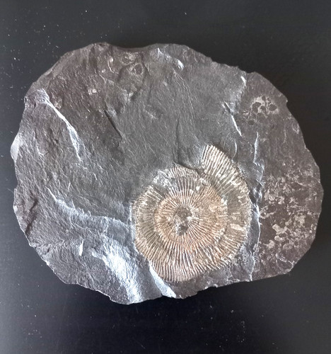 Ammonit fossil holzmaden - ammonit,