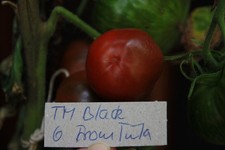 Tomatensamen samenfest Bio Black from Tula