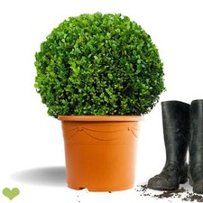 Buchsbaum Kugel  "Faulkner" |