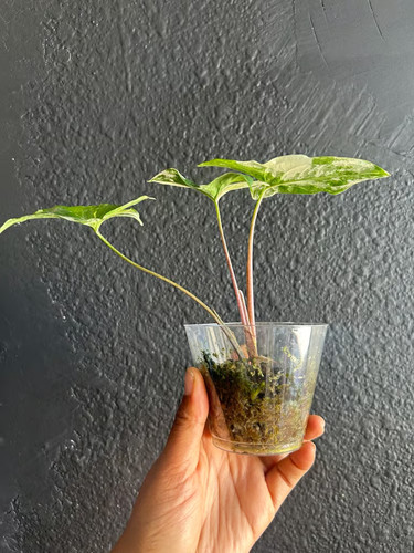Variegated syngonium albo - variegated,