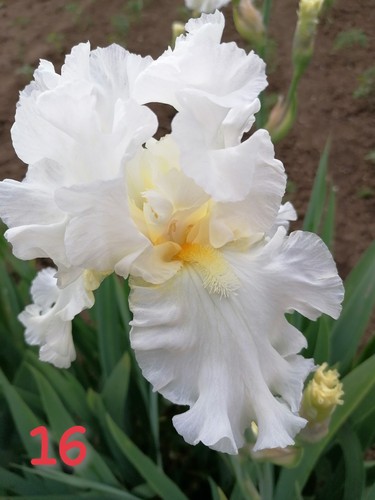 Schwertlilie iris rhizome - iris,