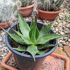 M16 agave montana big - m16,