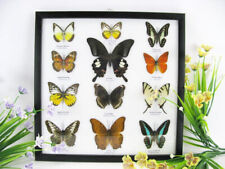 12 echte Zuchtschmetterlinge