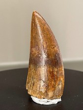 Carcharodontosaurus  Zahn /