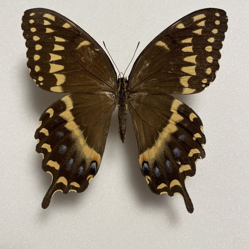 Entomologie*Papilio